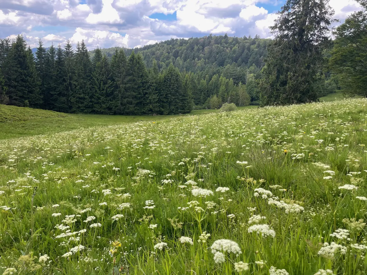 Camping nature à Alsace