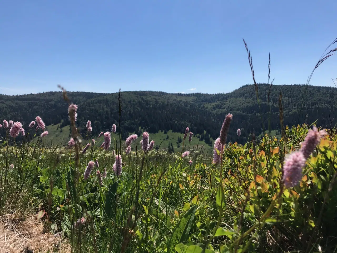 camping alsace fleurs