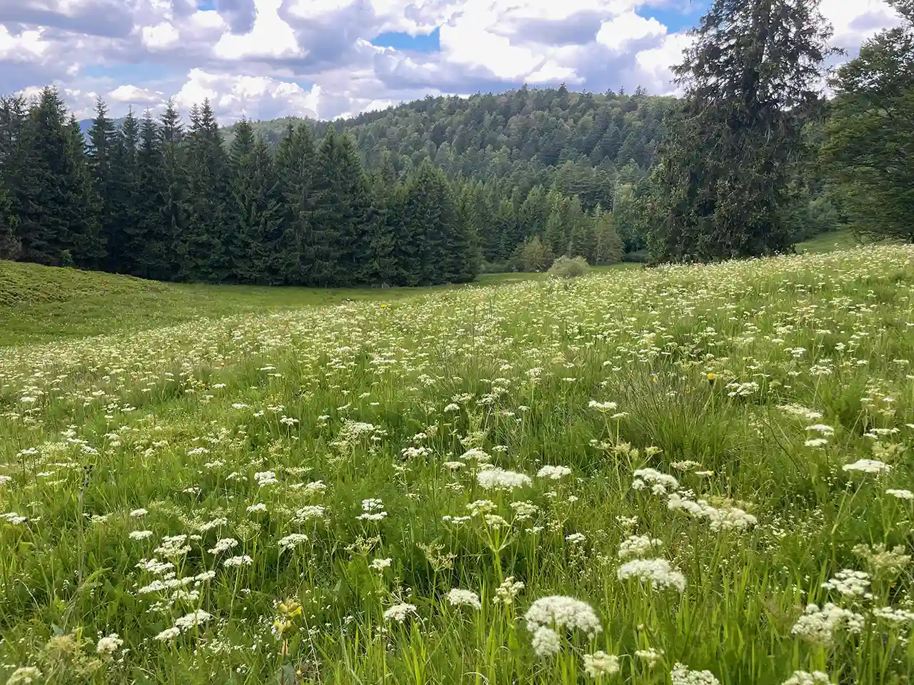 camping en alsace nature et charme en famille